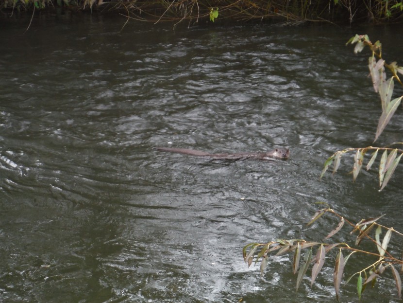 Dayhouse otter, day before the bulldozer